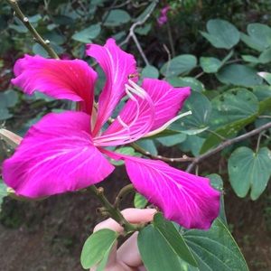 Meet your Posher, Genevieve